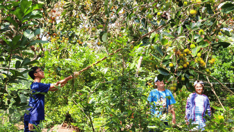 Khám Phá Địa Đạo Củ Chi & Mekong Delta (7)